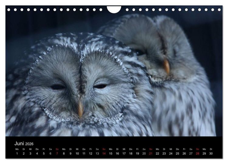 Produktbild: Greifv&ouml;gel (Wandkalender 2026 DIN A4 quer), CALVENDO Monatskalender