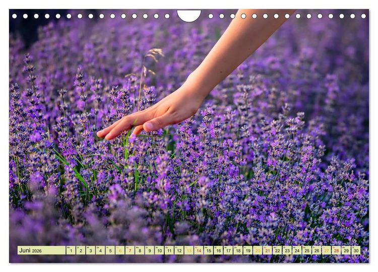 Produktbild: Traum-Ziele - Lavendel der Provence, Frankreich (Wandkalender 2026 DIN A4 quer), CALVENDO Monatskalender