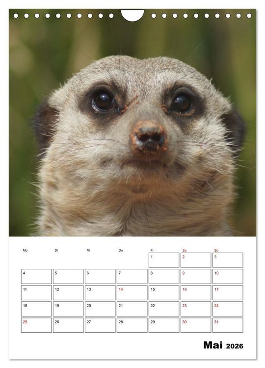 Produktbild: Niedliche Erdm&auml;nnchen (Wandkalender 2026 DIN A4 hoch), CALVENDO Monatskalender