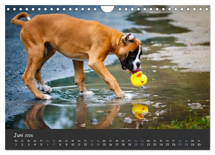 Produktbild: Wenn ich gro&szlig; bin werd' ich Boxer (Wandkalender 2026 DIN A4 quer), CALVENDO Monatskalender