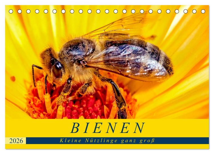 Produktbild: BIENEN - Kleine N&uuml;tzlinge ganz gro&szlig; (Tischkalender 2026 DIN A5 quer), CALVENDO Monatskalender