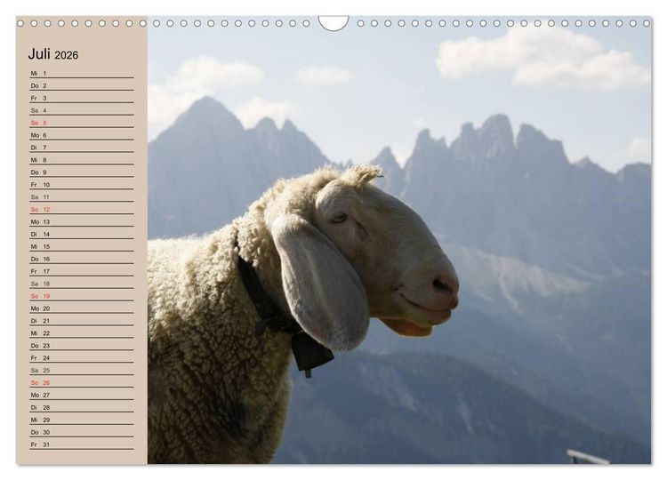 Produktbild: Schafe z&auml;hlen leicht gemacht! (Wandkalender 2026 DIN A3 quer), CALVENDO Monatskalender