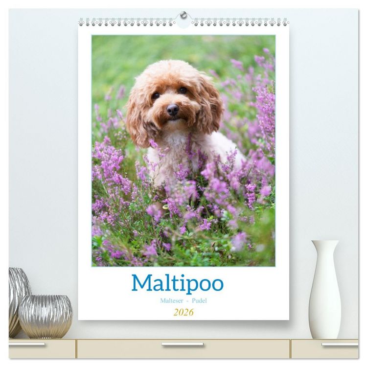 Produktbild: Maltipoo - Malteser - Pudel 2026 (hochwertiger Premium Wandkalender 2026 DIN A2 hoch), Kunstdruck in Hochglanz