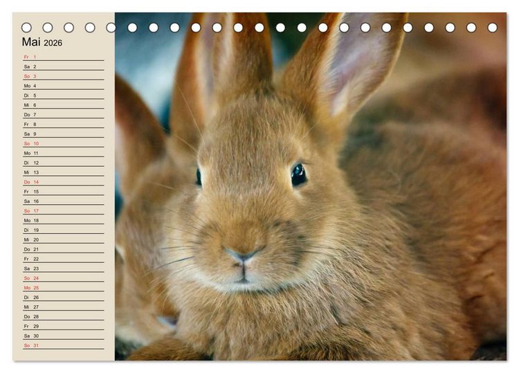 Produktbild: Kaninchen und Hasen (Tischkalender 2026 DIN A5 quer), CALVENDO Monatskalender