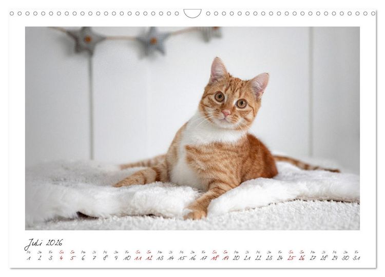 Produktbild: Zauberhafte rote K&auml;tzchen (Wandkalender 2026 DIN A3 quer), CALVENDO Monatskalender