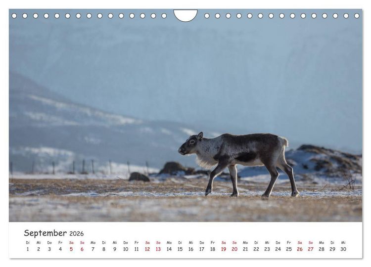 Produktbild: Rentiere (Wandkalender 2026 DIN A4 quer), CALVENDO Monatskalender