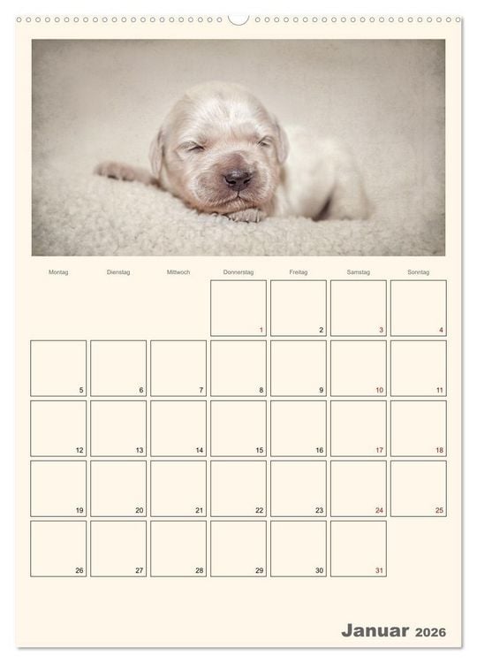 Produktbild: Zauberhafte Golden Retriever (Wandkalender 2026 DIN A2 hoch), CALVENDO Monatskalender