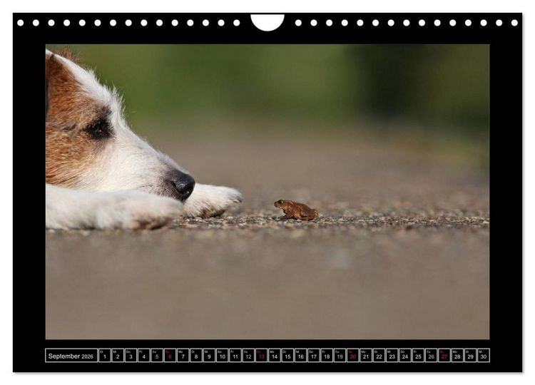Produktbild: Parson Russell Terrier (Wandkalender 2026 DIN A4 quer), CALVENDO Monatskalender