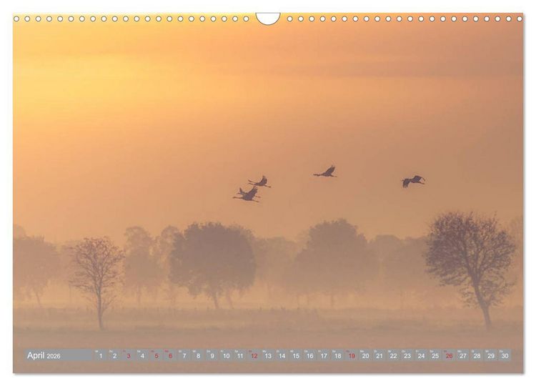Produktbild: KranichRomantik (Wandkalender 2026 DIN A3 quer), CALVENDO Monatskalender