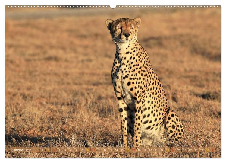 Produktbild: Geparden - Begegnungen in Afrika (Wandkalender 2027 DIN A2 quer), CALVENDO Monatskalender