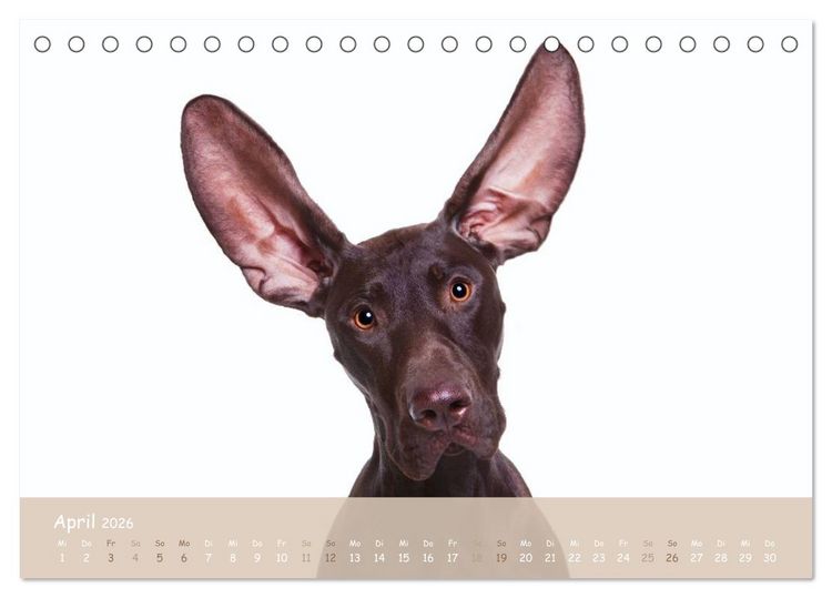 Produktbild: SCHLAPPOHREN (Tischkalender 2026 DIN A5 quer), CALVENDO Monatskalender