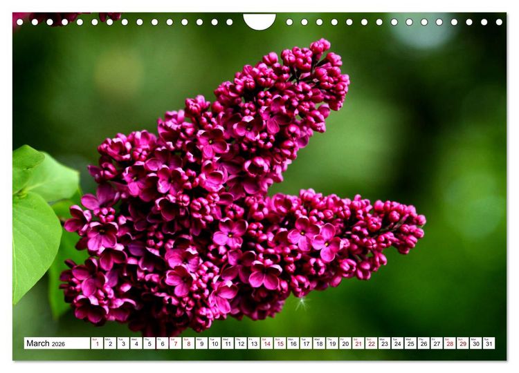 Produktbild: Fascinating colours of flowers (Wall Calendar 2026 DIN A4 landscape), CALVENDO 12 Month Wall Calendar