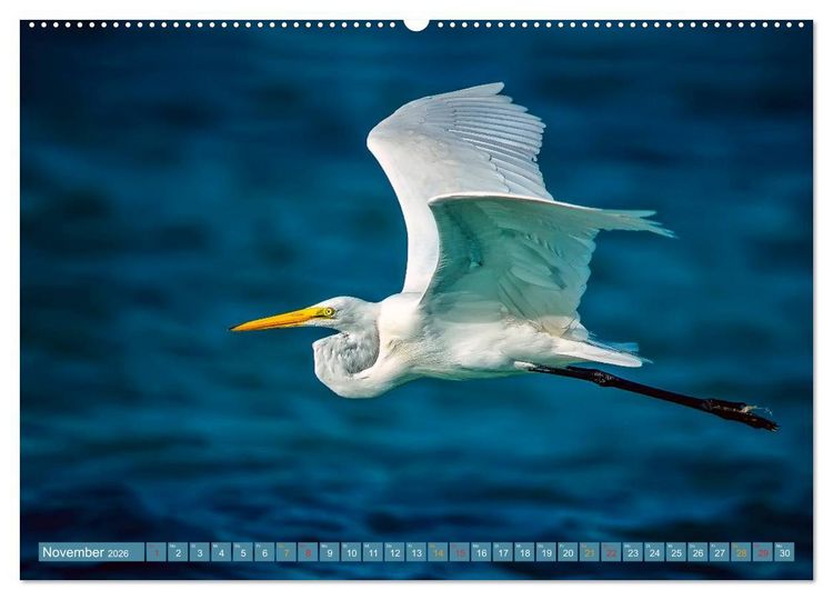 Produktbild: Reiher - auf langen Beinen (Wandkalender 2026 DIN A2 quer), CALVENDO Monatskalender