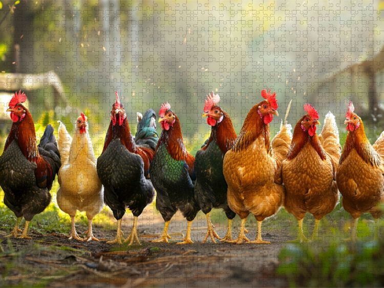 Produktbild: CALVENDO Puzzle Auf zum gemeinsamen Spaziergang | 1000 Teile Lege-Gr&ouml;&szlig;e 64x48cm Foto-Puzzle f&uuml;r gl&uuml;ckliche Stunden