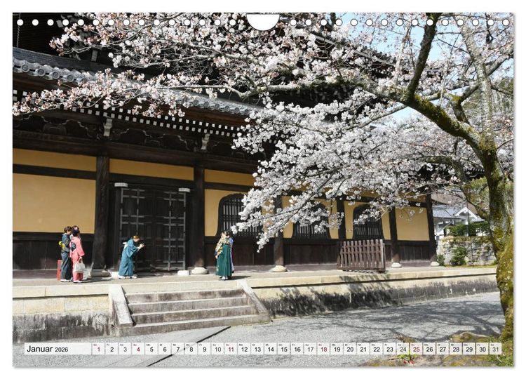 Produktbild: Die Kirschbl&uuml;te in Japan (Wandkalender 2026 DIN A4 quer), CALVENDO Monatskalender