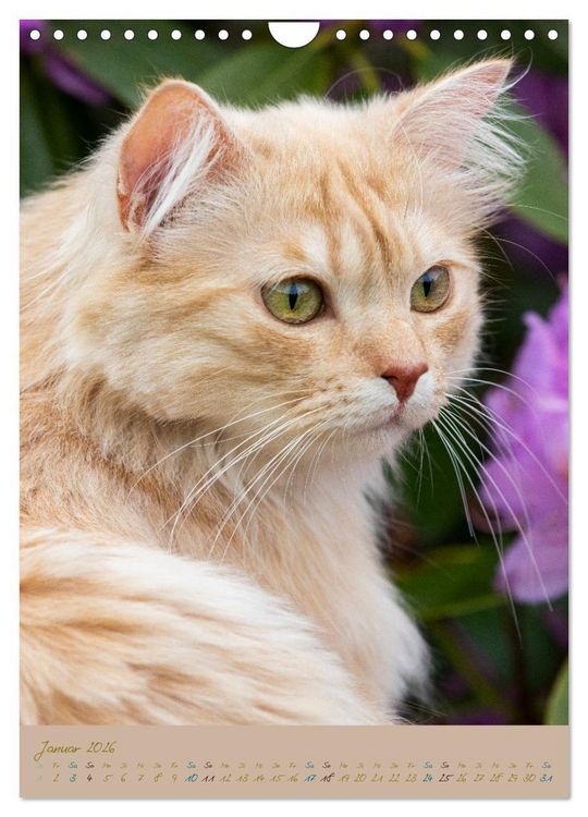 Produktbild: Pl&uuml;schige Katzen im Garten (Wandkalender 2026 DIN A4 hoch), CALVENDO Monatskalender