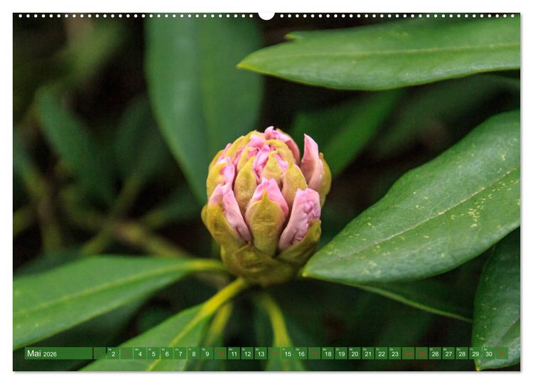 Produktbild: Parkgemeinde Kromlau (Wandkalender 2026 DIN A2 quer), CALVENDO Monatskalender