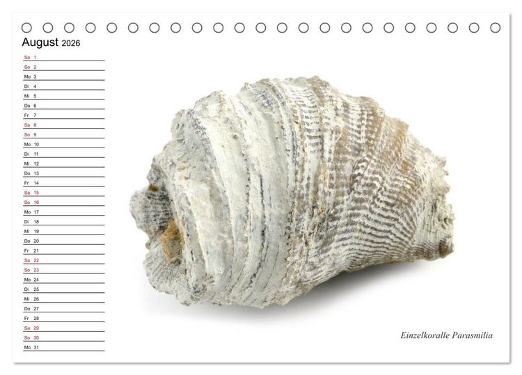 Produktbild: Fossilien - Versteinerte Relikte der Erdzeitalter (Tischkalender 2026 DIN A5 quer), CALVENDO Monatskalender
