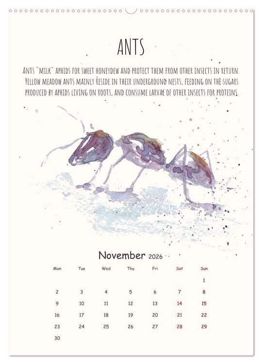 Produktbild: Symbiosis, the story of collaborations in nature (Wall Calendar 2026 DIN A2 portrait), CALVENDO 12 Month Wall Calendar