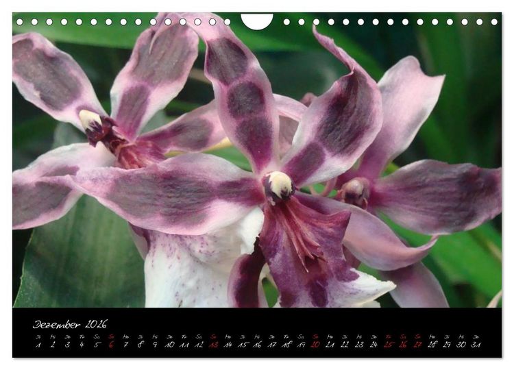 Produktbild: Farbenreiche Orchideen (Wandkalender 2026 DIN A4 quer), CALVENDO Monatskalender