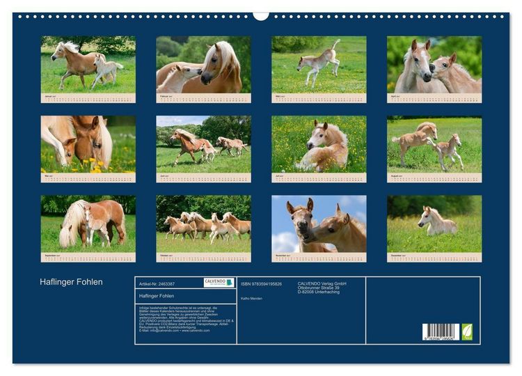 Produktbild: Haflinger Fohlen (Wandkalender 2027 DIN A2 quer), CALVENDO Monatskalender