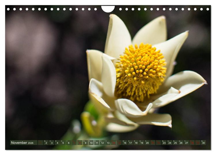 Produktbild: Fynbos - Die einzigartige Flora S&uuml;dafrikas (Wandkalender 2026 DIN A4 quer), CALVENDO Monatskalender
