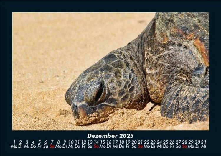 Produktbild: Schildkr&ouml;tenzauber 2025 Fotokalender DIN A5