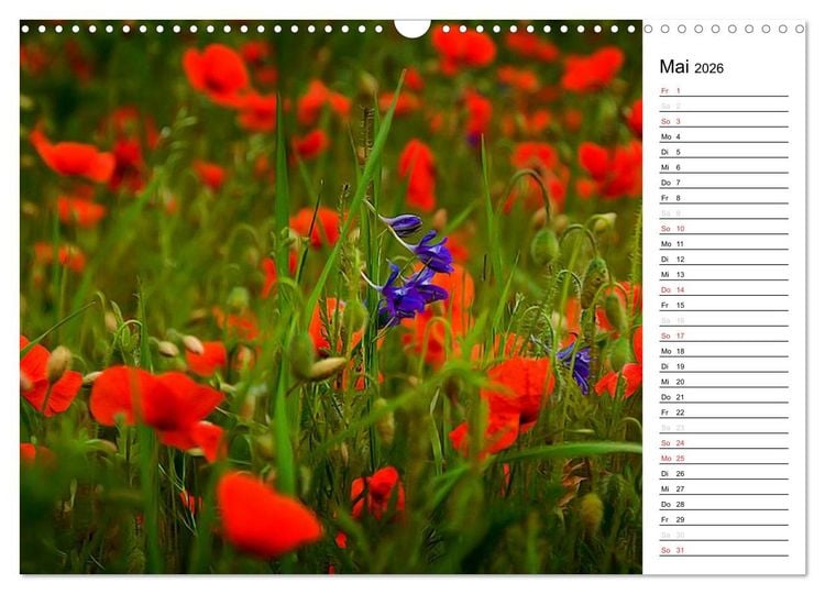 Produktbild: Ein Traum von Mohn (Wandkalender 2026 DIN A3 quer), CALVENDO Monatskalender