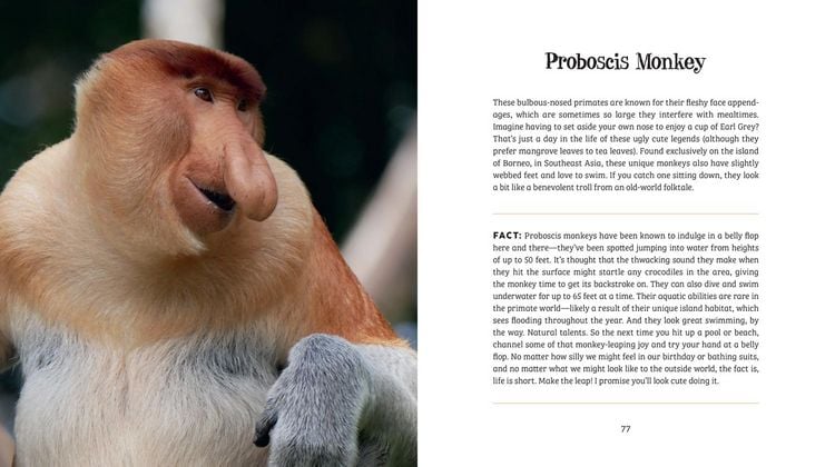Produktbild: Ugly-Cute