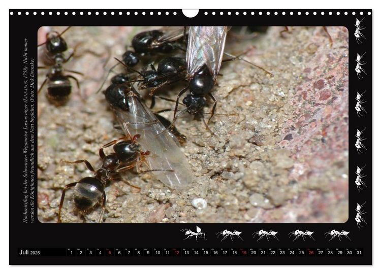 Produktbild: AntsNature - Faszination Ameisen (Wandkalender 2026 DIN A3 quer), CALVENDO Monatskalender
