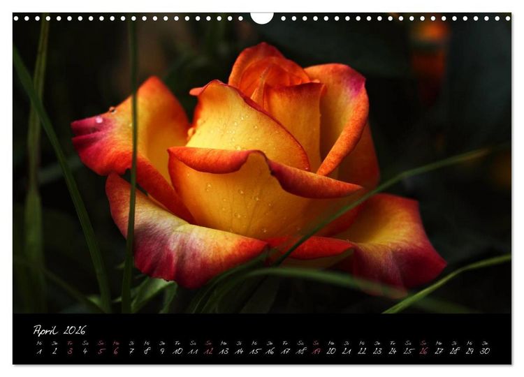 Produktbild: Rosen Romanze - Visuelle Musik (Wandkalender 2026 DIN A3 quer), CALVENDO Monatskalender