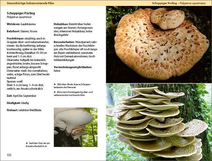 Produktbild: Holzzersetzende Pilze