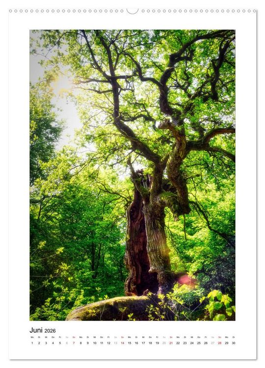 Produktbild: M&auml;rchenhaft mystisch (hochwertiger Premium Wandkalender 2026 DIN A2 hoch), Kunstdruck in Hochglanz