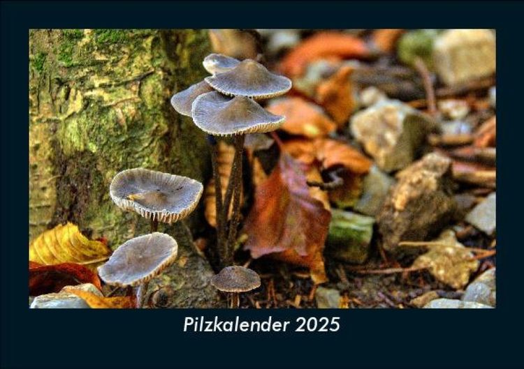 Produktbild: Pilzkalender 2025 Fotokalender DIN A5