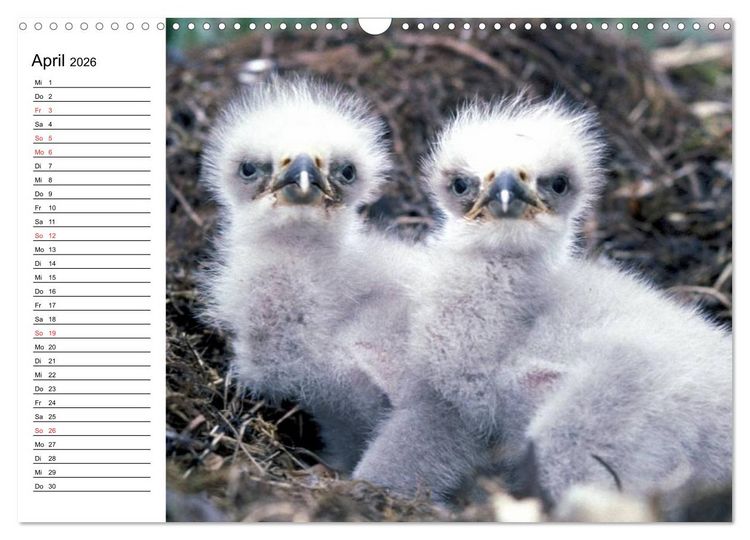 Produktbild: Wei&szlig;kopfseeadler. Symbol der Freiheit (Wandkalender 2026 DIN A3 quer), CALVENDO Monatskalender