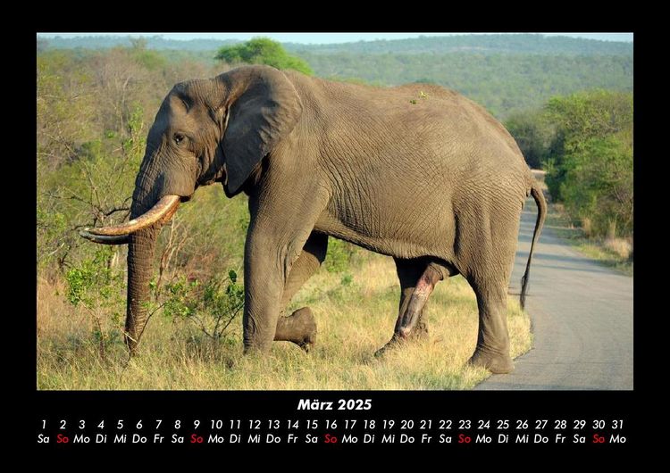 Produktbild: Elefanten - Die sanften Riesen Afrikas 2025 Fotokalender DIN A3
