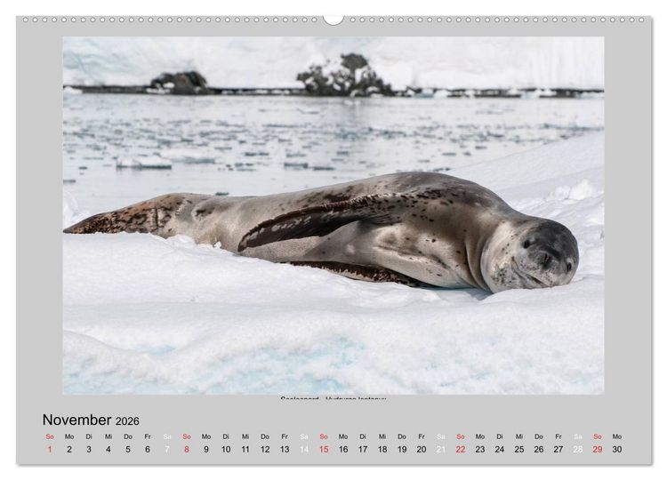 Produktbild: Tierleben in der Antarktis (Wandkalender 2026 DIN A2 quer), CALVENDO Monatskalender