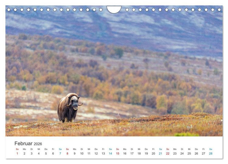 Produktbild: Die letzten Moschusochsen Europas (Wandkalender 2026 DIN A4 quer), CALVENDO Monatskalender