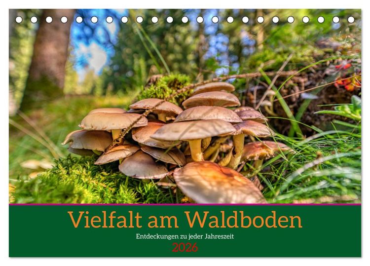 Produktbild: Vielfalt am Waldboden (Tischkalender 2026 DIN A5 quer), CALVENDO Monatskalender
