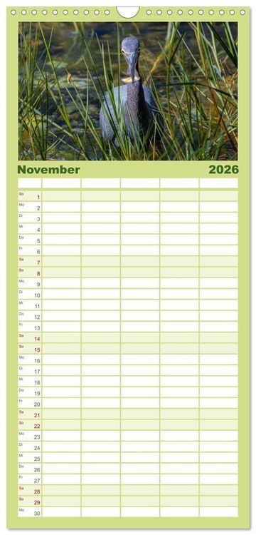 Produktbild: Familienplaner 2026 - Blaureiher und Dreifarbenreiher mit 5 Spalten (Wandkalender, 21 x 45 cm) CALVENDO