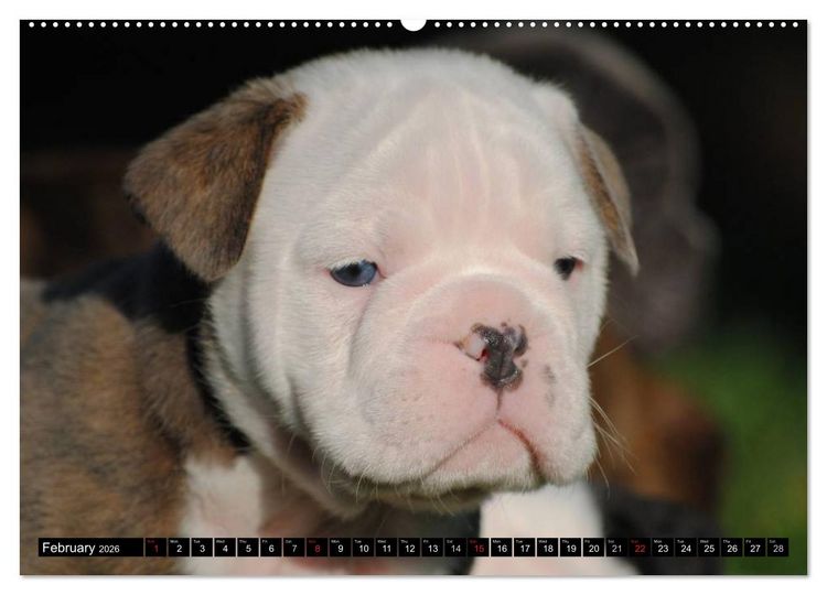 Produktbild: Bulldogs - Old English Bulldog Puppies (High Quality Premium Wall Calendar 2026 DIN A2 landscape),CALVENDO 12 Month Wall Calendar