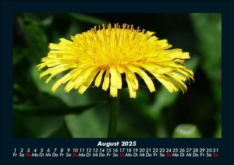 Produktbild: Blumenträume 2025 Fotokalender DIN A5
