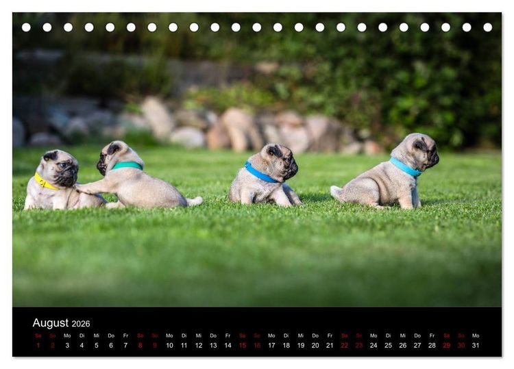 Produktbild: Mopswelpen (Tischkalender 2026 DIN A5 quer), CALVENDO Monatskalender