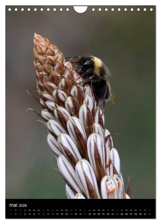 Produktbild: Les abeilles et bourdons de Provence (Calendrier mural 2026 DIN A4 horizontal), CALVENDO calendrier mensuel