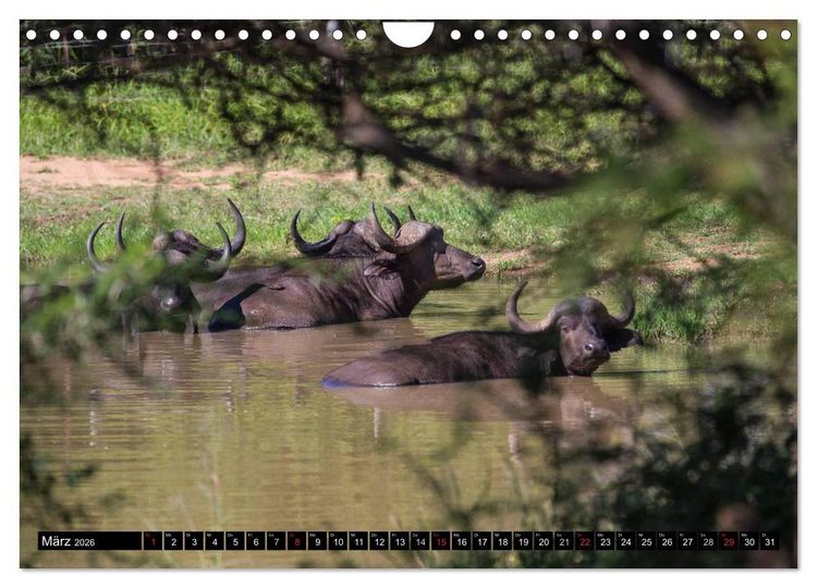 Produktbild: Afrikas wilde Tiere (Wandkalender 2026 DIN A4 quer), CALVENDO Monatskalender