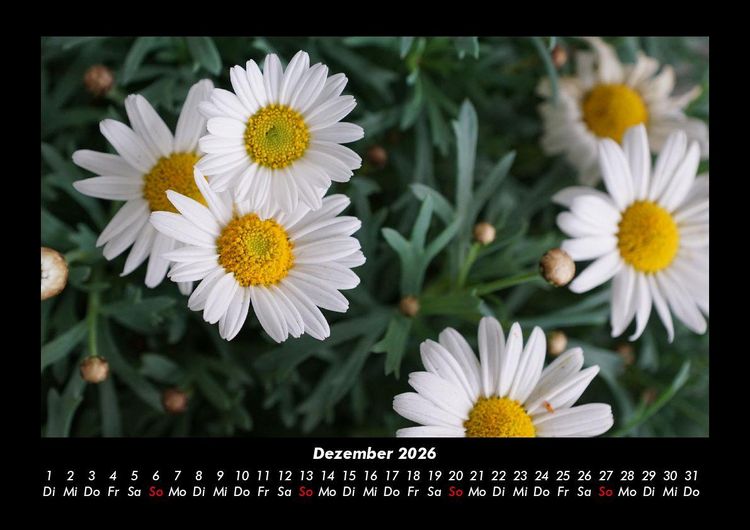 Produktbild: Bilder aus der Natur 2026 Fotokalender DIN A3