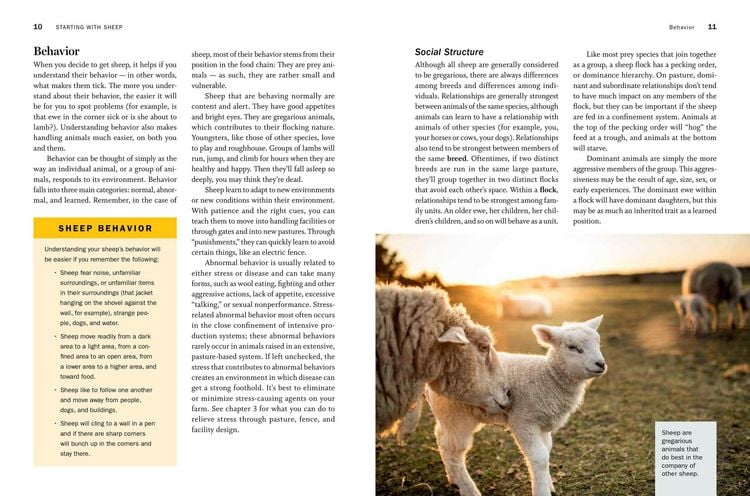 Produktbild: Storey's Guide to Raising Sheep, 5th Edition