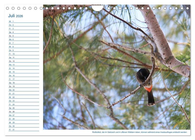 Produktbild: S&uuml;dsee-Insel Mo'orea (Wandkalender 2026 DIN A4 quer), CALVENDO Monatskalender