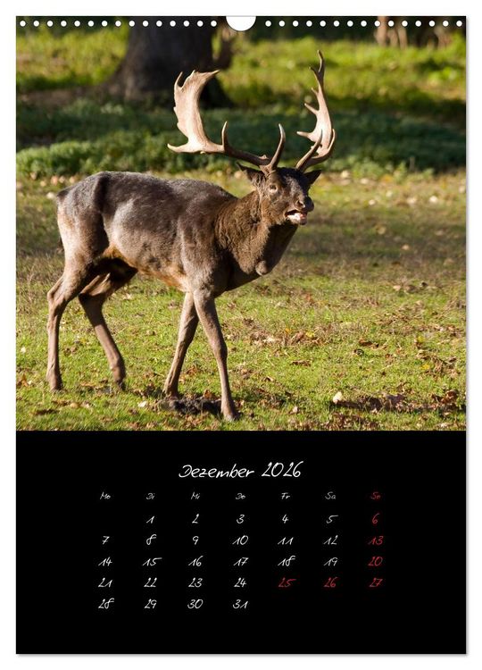 Produktbild: Tiere (Wandkalender 2026 DIN A3 hoch), CALVENDO Monatskalender