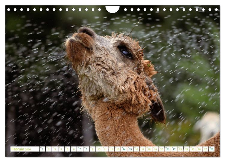Produktbild: Unvergessliche Begegnungen mit Alpakas (Wandkalender 2026 DIN A4 quer), CALVENDO Monatskalender